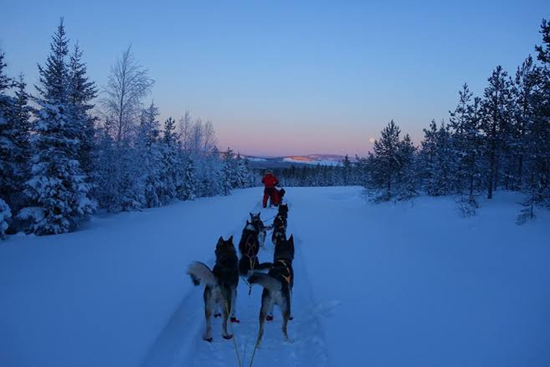 Husky Sledding