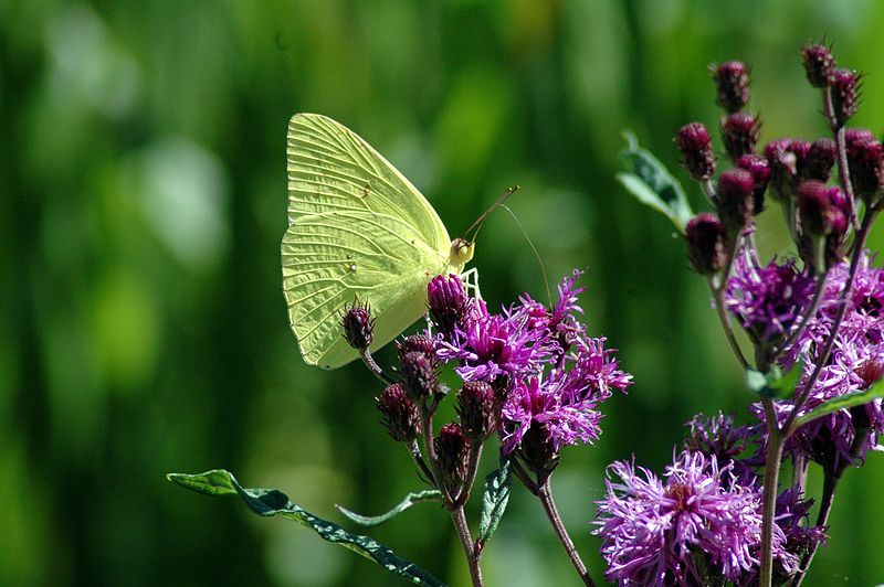Butterfly at Alligator River National Wildlife Refuge (6947208135)