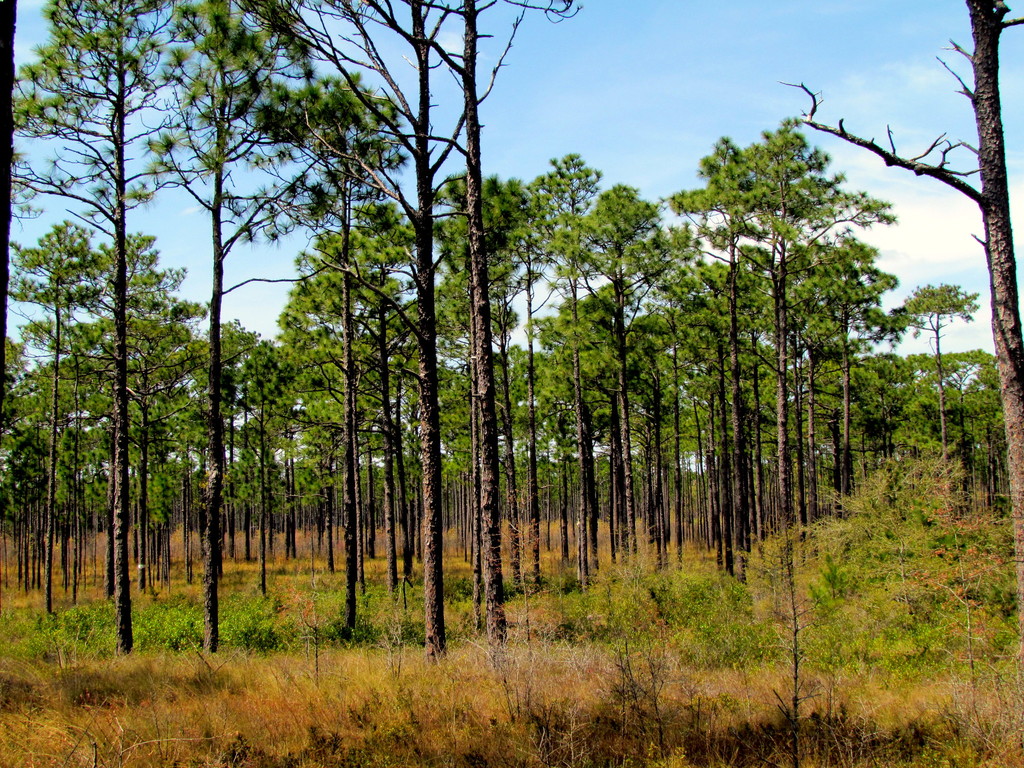 001 Long Leaf Pines Croatan National Forest NC 8895