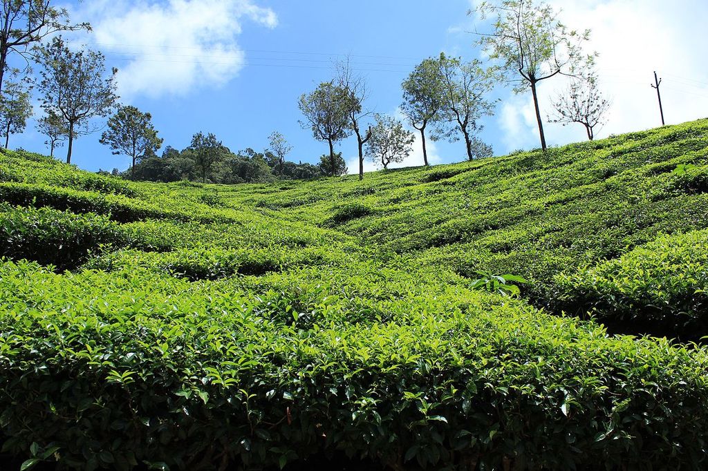Tea plantations in Coonoor