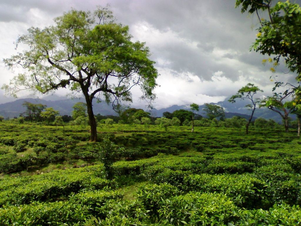 Tea garden in dooars