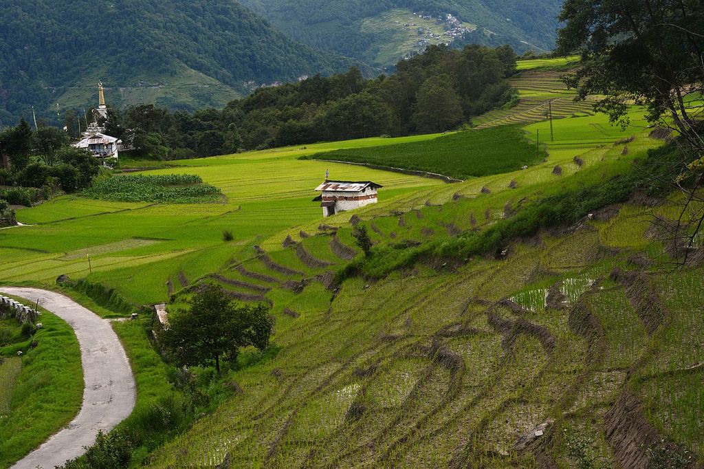 Paddy fields at Ziro, Arunachal Pradesh