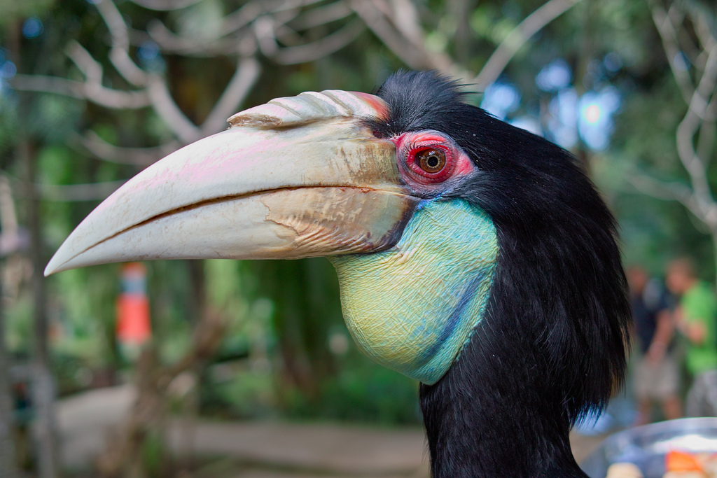 Female wreathed hornbill (Aceros undulatus)