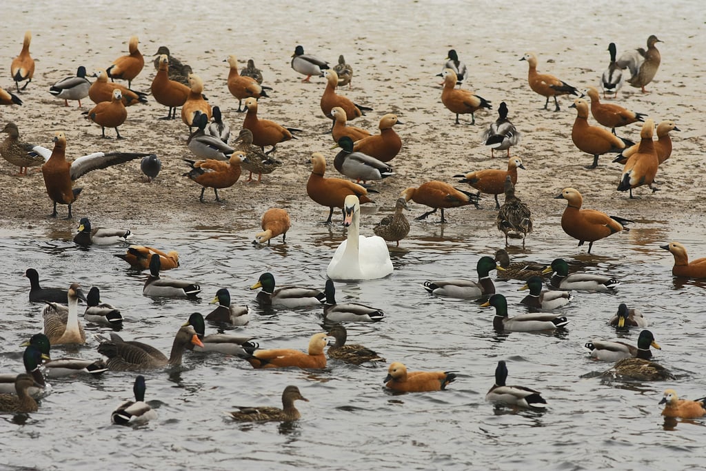 Water birds in winter