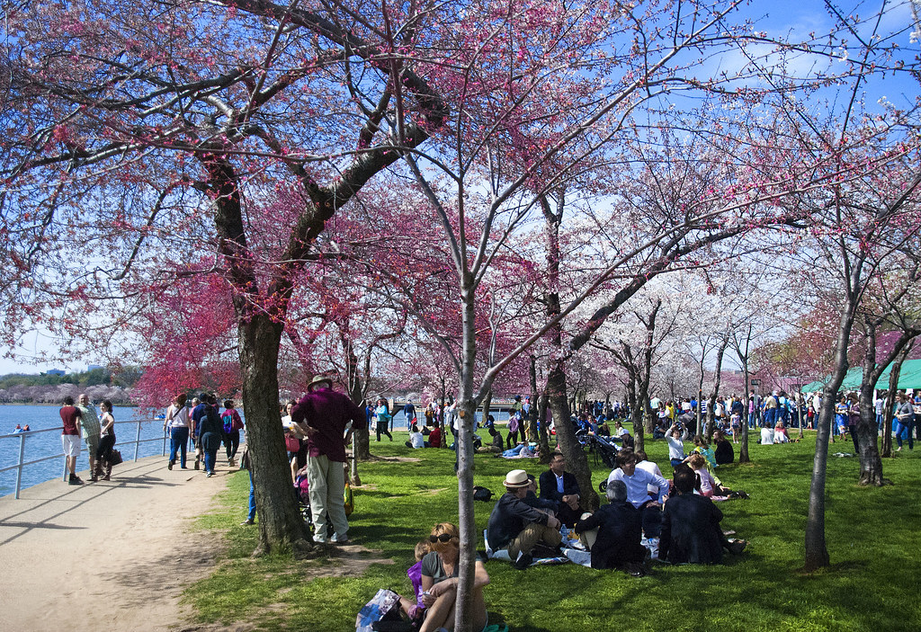 People Enjoying the National Cherry Blossom Festival Washington (DC) March 2016