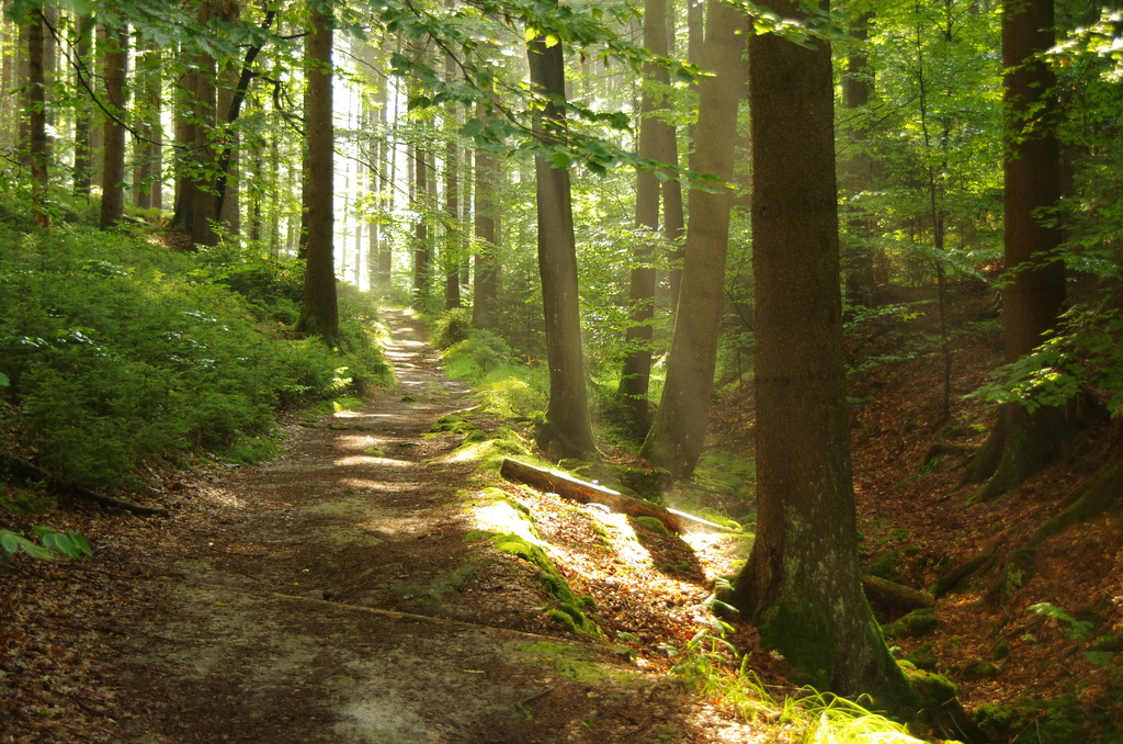 Waldweg Richtung Teichstein-hintere Sächsische Schweiz