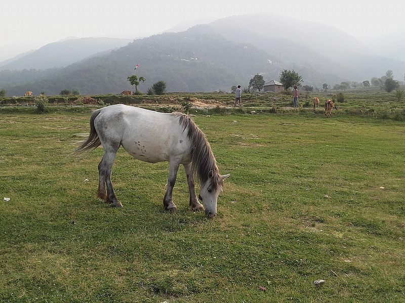 Pasture Land of Bir, himachal Pradesh