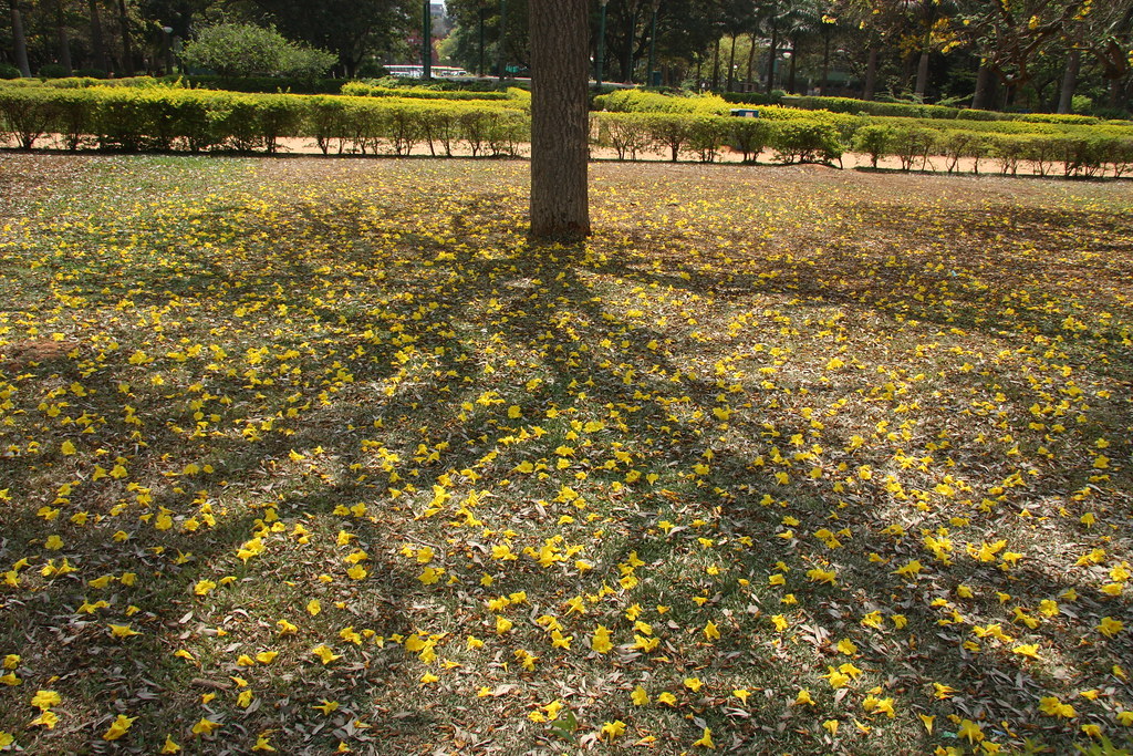 Yellow flowers in Cubbon Park
