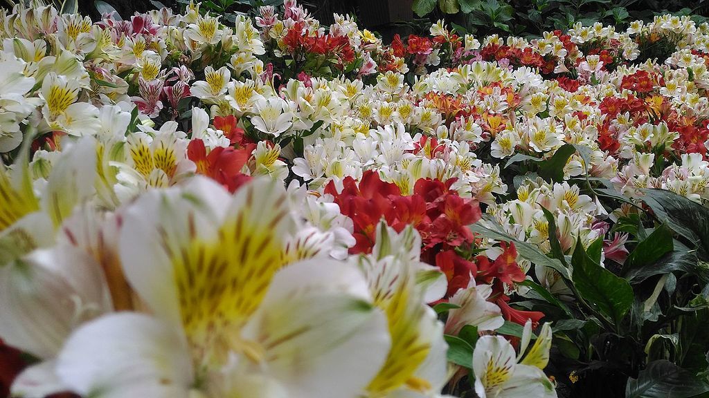 Gangtok flower exhibition, Sikkim
