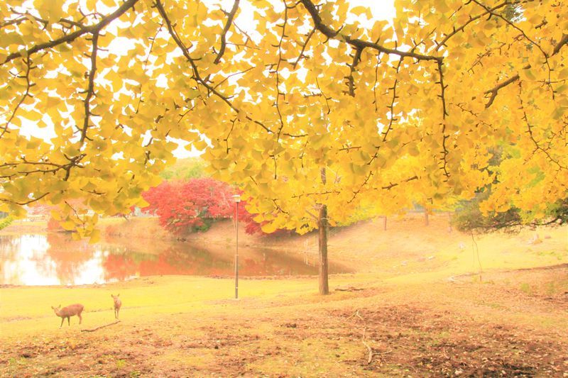 Nara Park