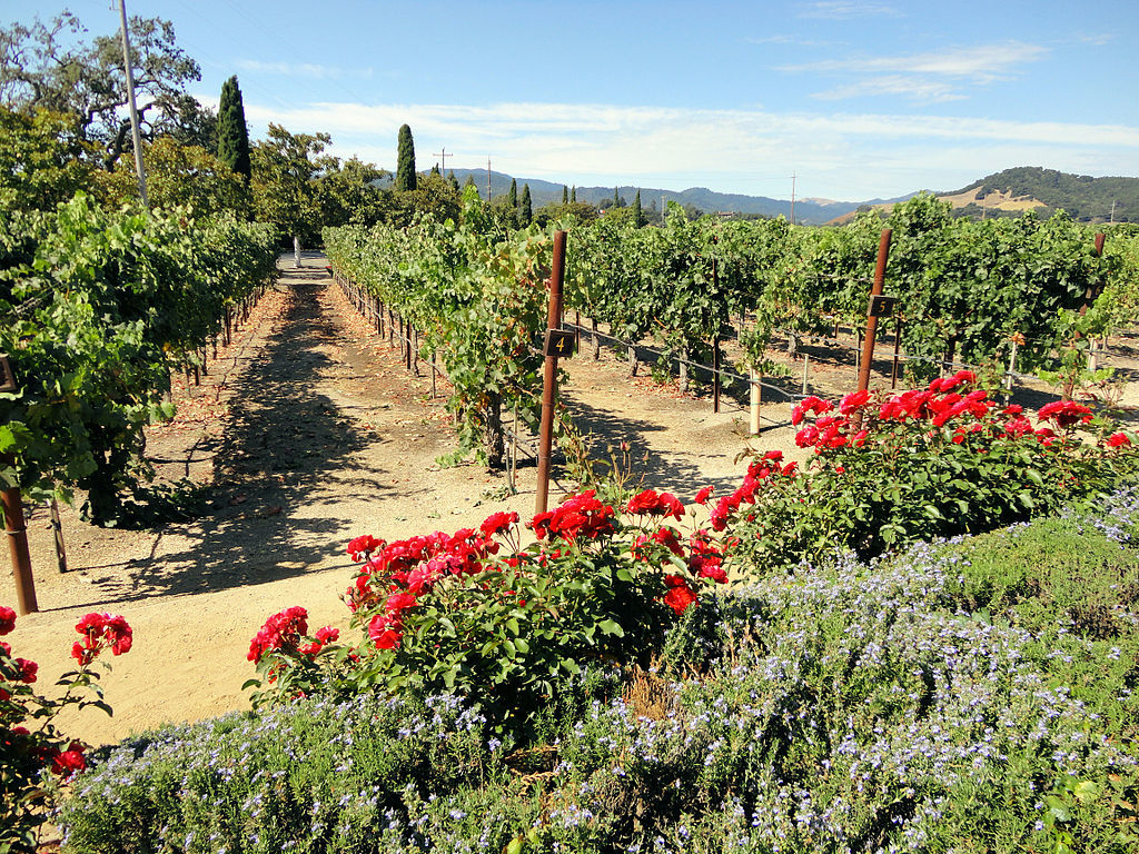 Clos du Val Winery, Napa Valley, California, USA (6863361815)