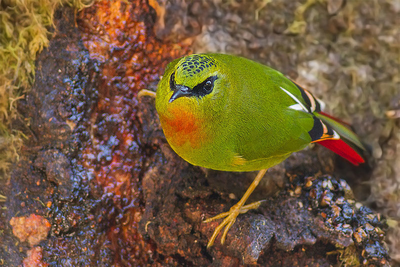 Myzornis pyrrhoura -Eaglenest Wildlife Sanctuary, Arunachal Pradesh, India -male-8