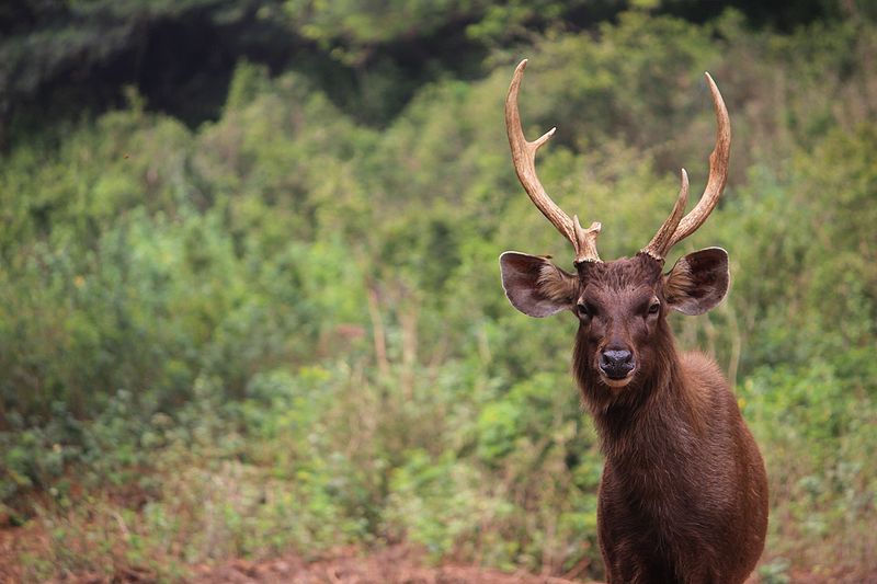 Indian Wild Deer