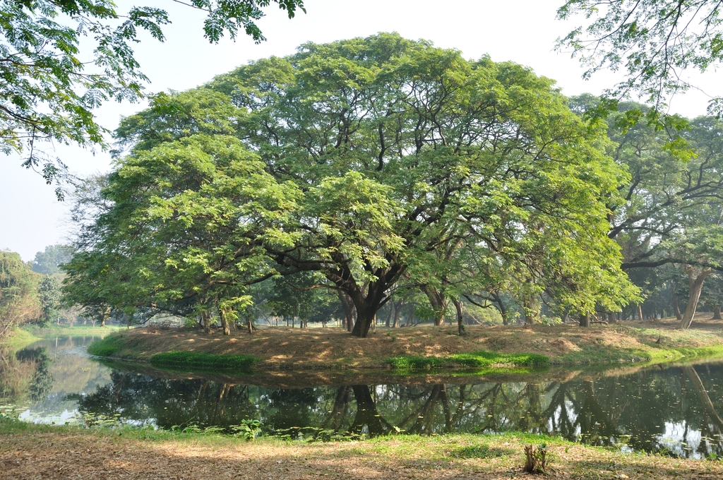 Acharya Jagadish Chandra Bose Indian Botanic Garden - Howrah 2011-01-08 9753