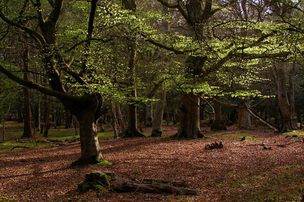 Beech trees in Mallard Wood, New Forest - geograph.org.uk - 779513