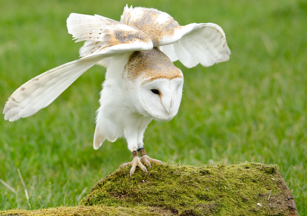 Top 8 Bird Sanctuaries In Wales Trip101