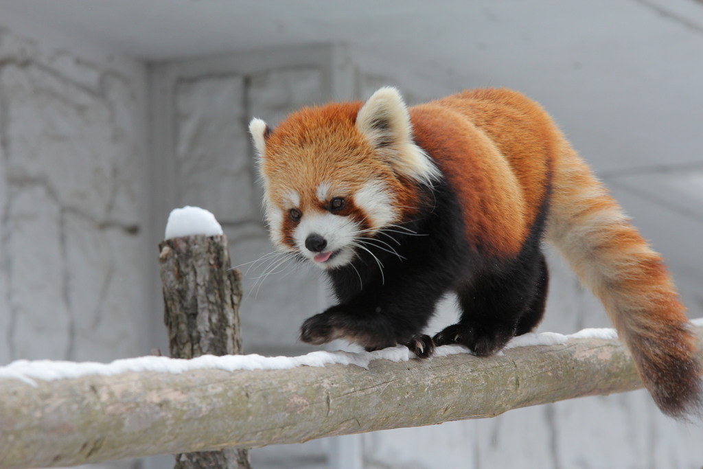 Redpandas4570