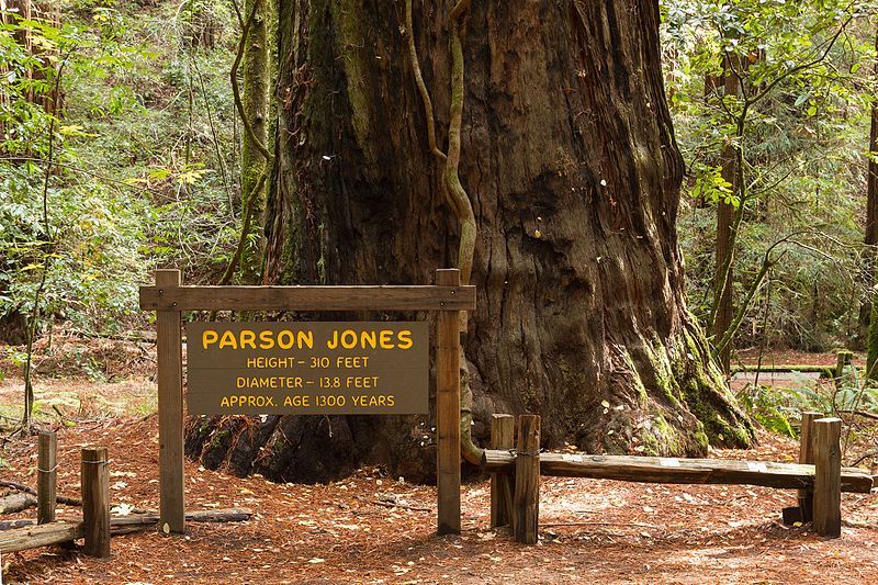 Armstrong Redwoods State Natural Reserve - 02