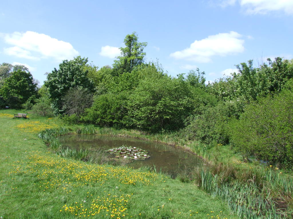 Ali's Pond Local Nature Reserve