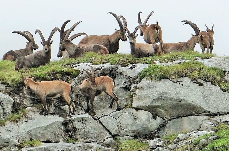 Ibex in Vanoise National Park, France