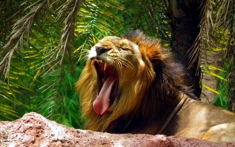 Indian Lion from Nehru Zoological park Hyderabad 4280