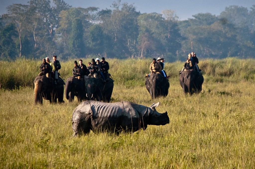 Elephant Safari in Kaziranga National Park