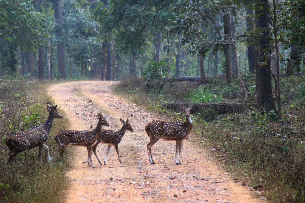Jungle Crossing