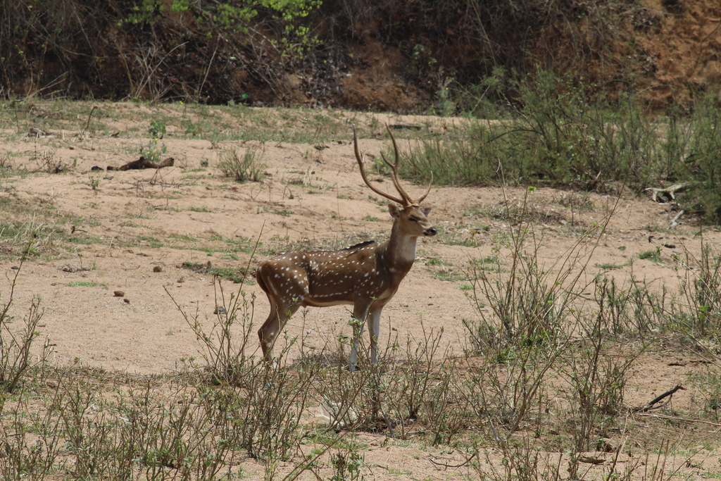 Deer at Sitanadi Wildlife Sanctuary of Chattisgharh