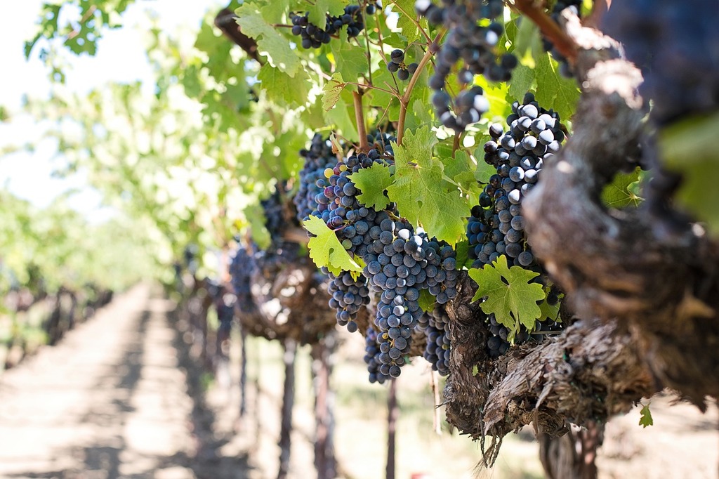10 meilleurs caves et vignobles à malibu, californie, états-unis | domaines viticoles et caves exquis à malibu