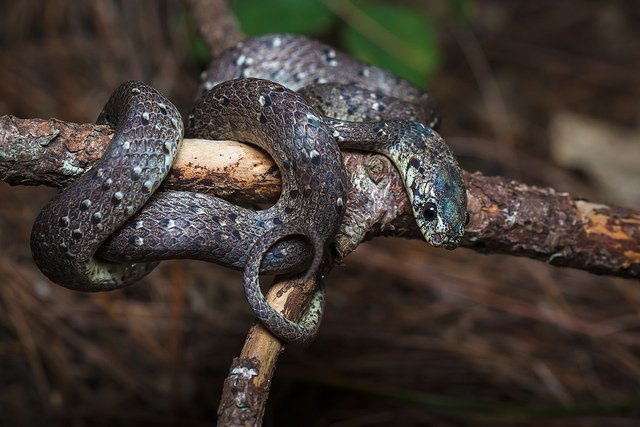 Pareas macularius, Spotted slug-eating snake, - Phu Khieo Wildlife Sanctuary