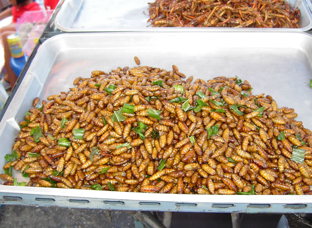 Chrysalis on plate