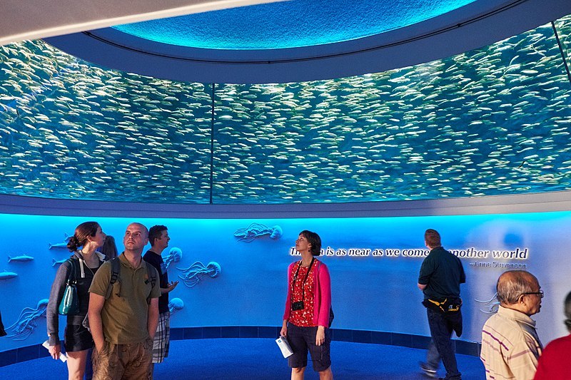 Monterey Bay Aquarium Open Sea sardine round