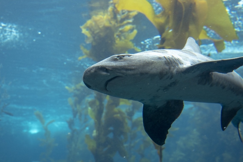 Monterey Bay Aquarium