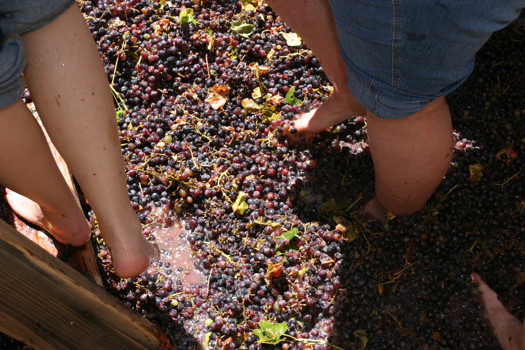 Grape Stomping - Pigeage