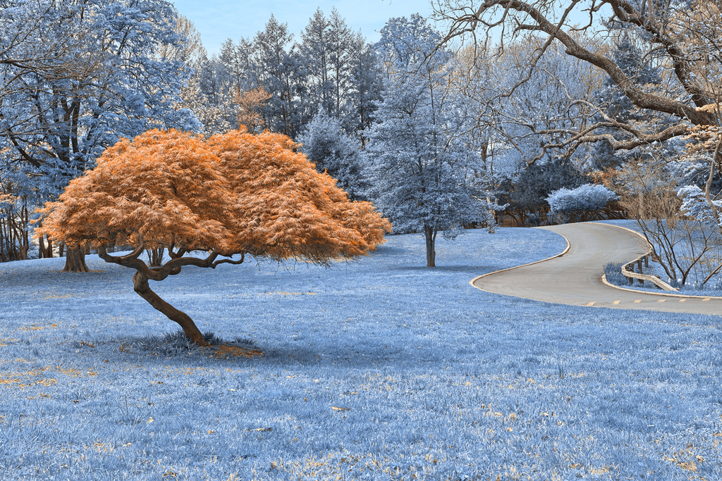 Woodend Sanctuary Scenery - Winter Blue HDR (14078117094)