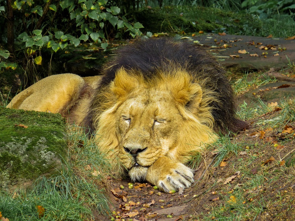 Zoo Nuremberg
