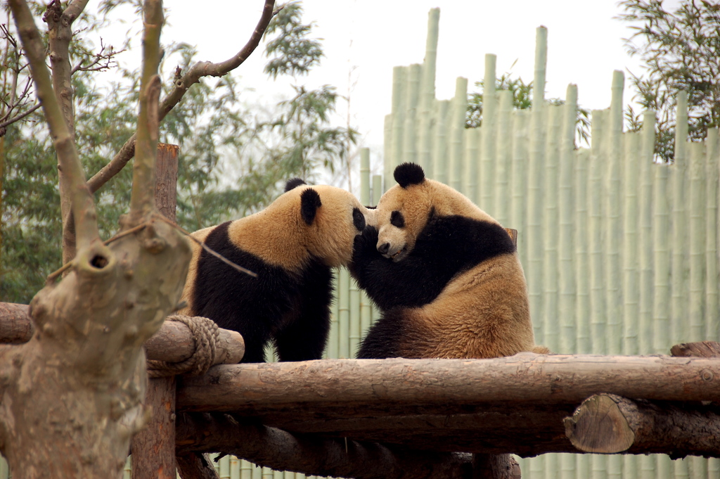 Pandas Shanghai ZOO