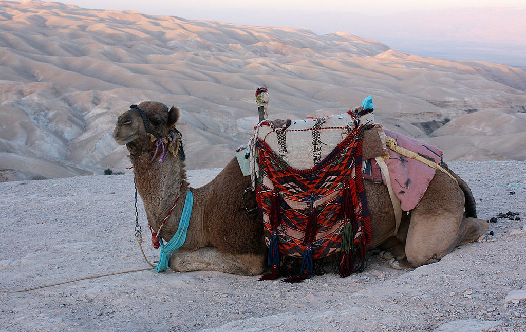 Camel in desert