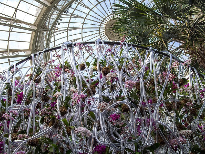 Orchid Show at NYBG (70070)