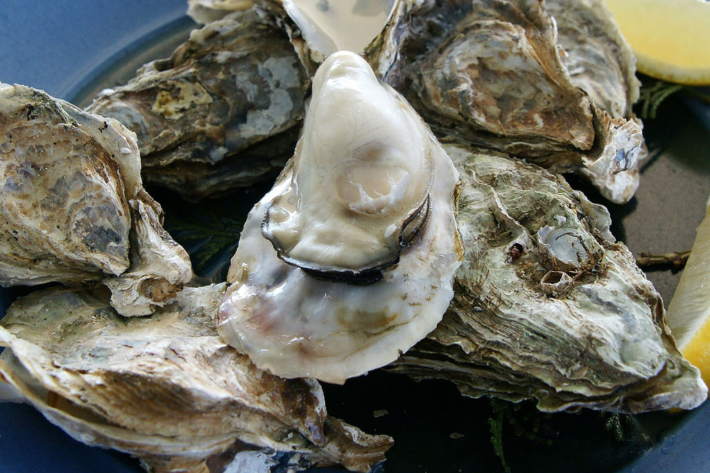 Oyster Ushimado03s