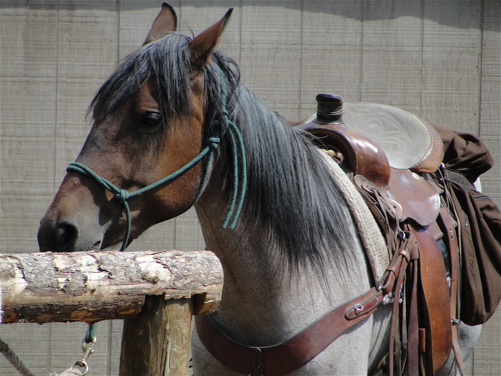 Horseback Riding Piney River Ranch Vail Colorado
