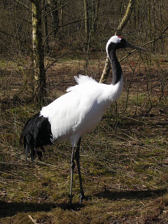 Grus japonensis (Aqua Zoo)