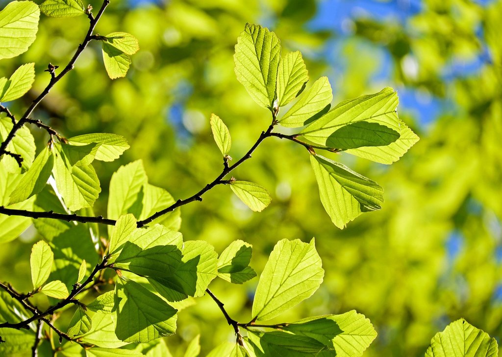 Close up of a tree branch