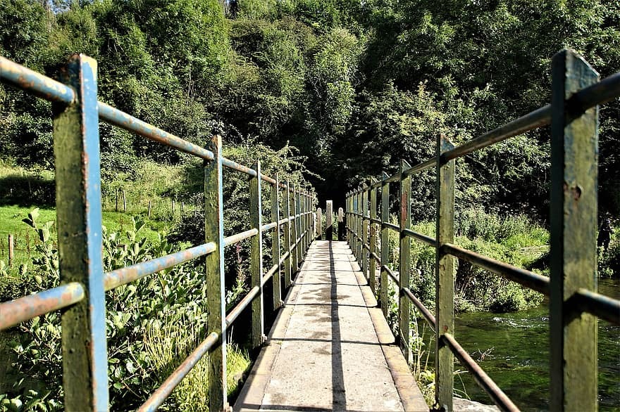 Path to forest