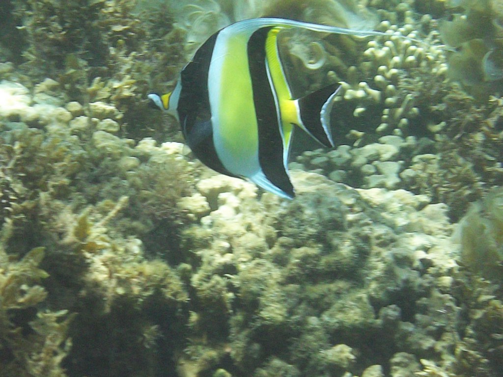 Moorish Idol At Palolo Deep Marine Reserve, Apia