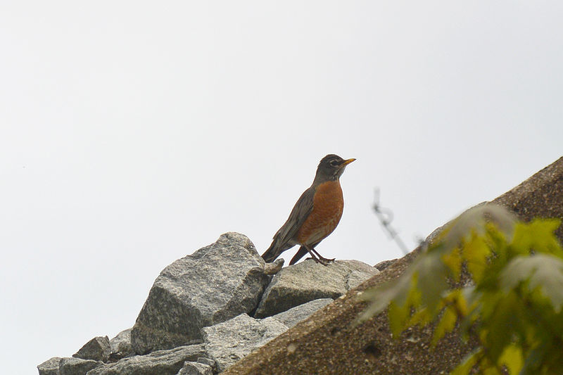 Turdus Migratorius, American Robin in the Spring