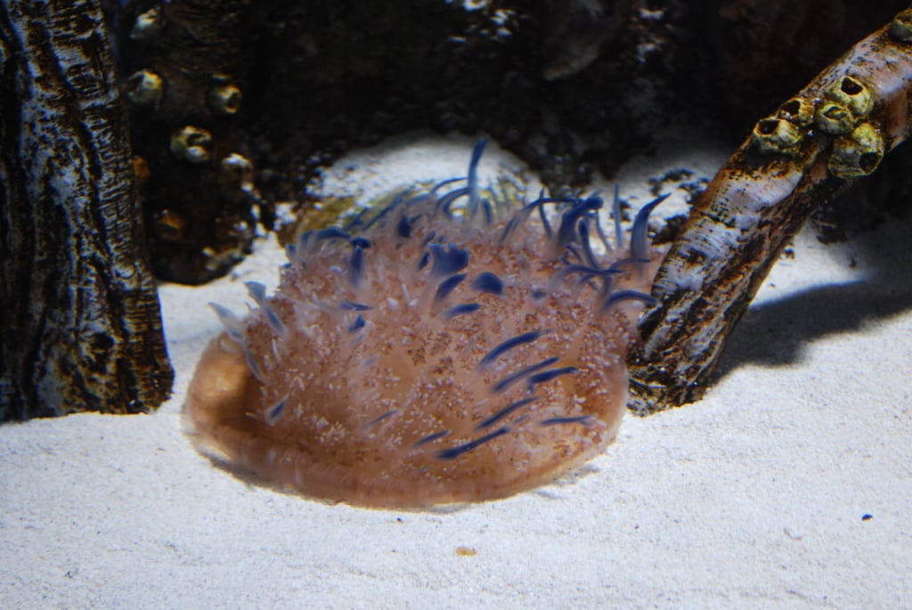 WhatVeracruzAquarium