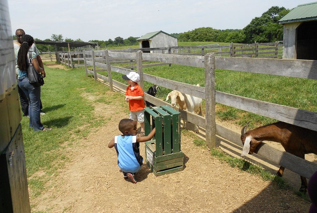 ClarksPettingFarm