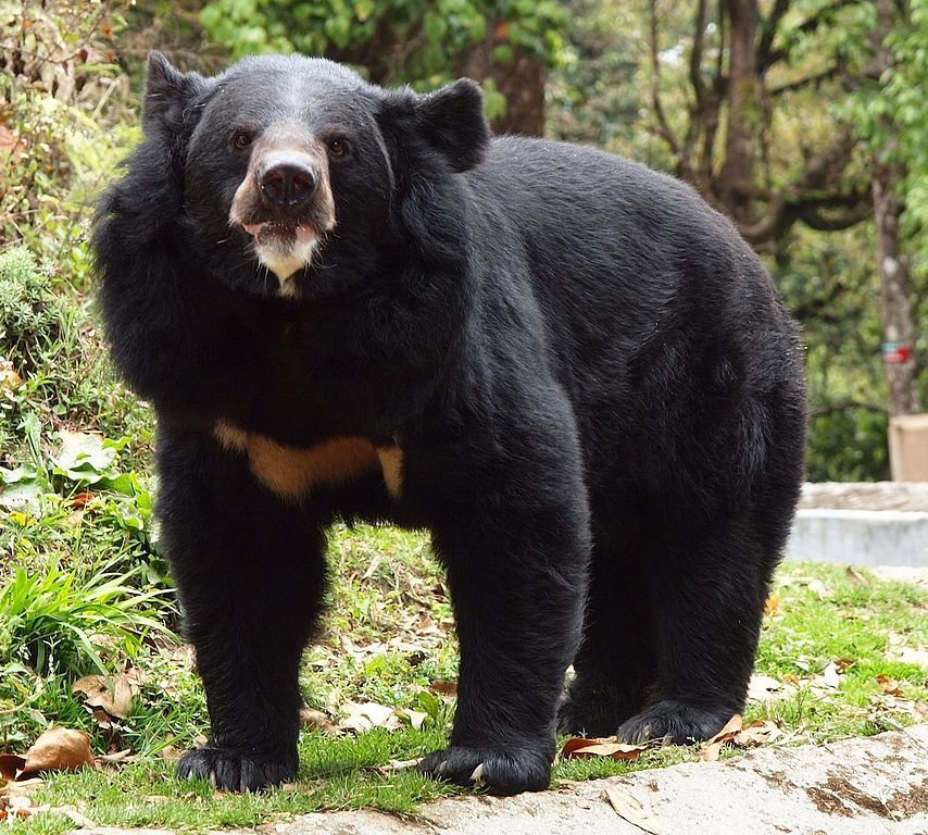 Black bear, Darjeeling zoo