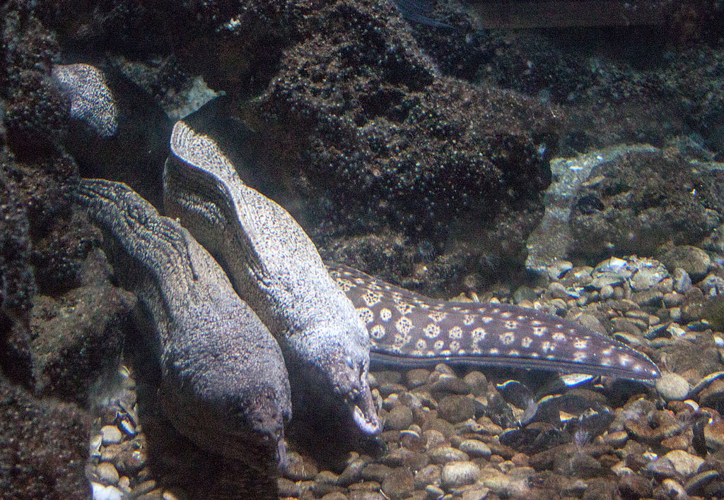 Rhodes Aquarium - Muraena helena